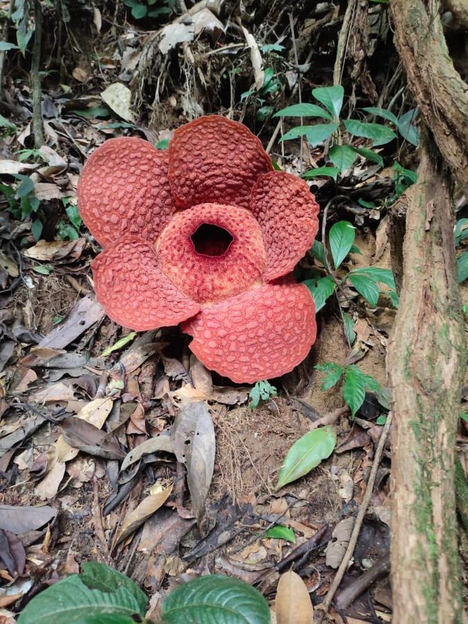 Umiyuki Jungle Tour Only Treking With As Hotel Bukit Lawang Buitenkant foto
