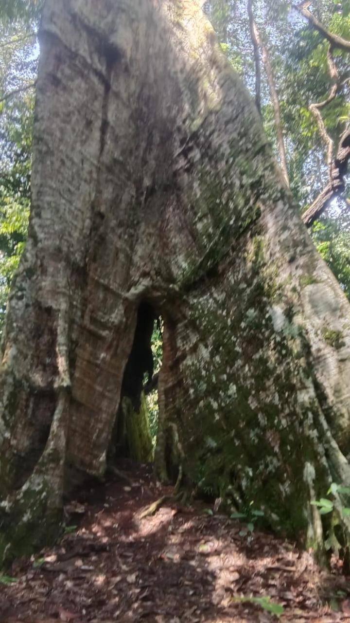 Umiyuki Jungle Tour Only Treking With As Hotel Bukit Lawang Buitenkant foto
