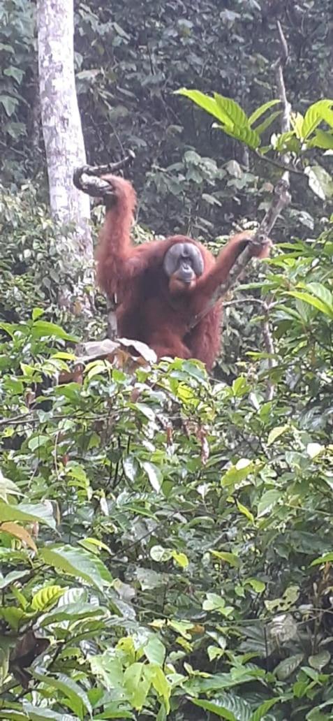 Umiyuki Jungle Tour Only Treking With As Hotel Bukit Lawang Buitenkant foto