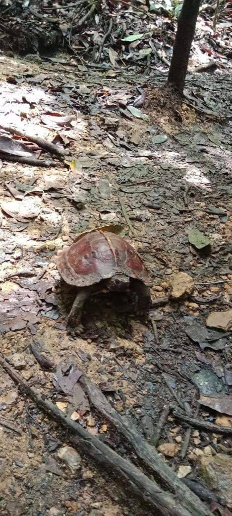 Umiyuki Jungle Tour Only Treking With As Hotel Bukit Lawang Buitenkant foto