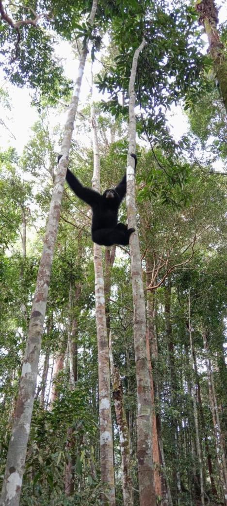Umiyuki Jungle Tour Only Treking With As Hotel Bukit Lawang Buitenkant foto