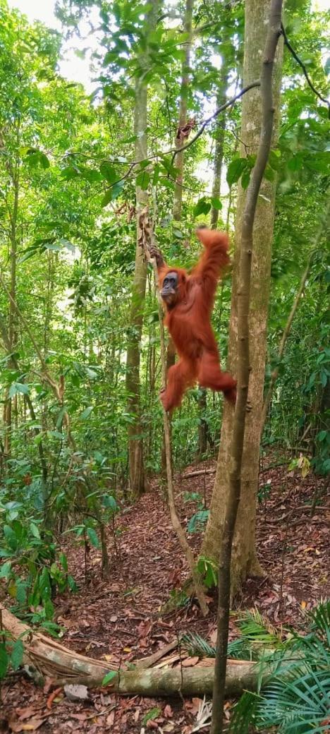 Umiyuki Jungle Tour Only Treking With As Hotel Bukit Lawang Buitenkant foto